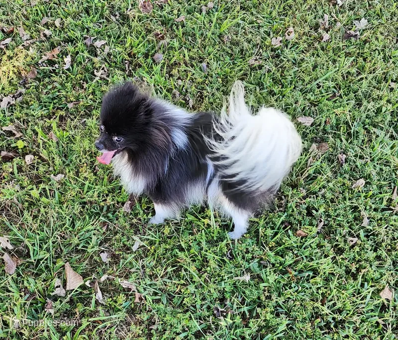 AKC Charlotte - 5.6 pounds