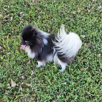 AKC Charlotte - 5.6 pounds, a female Pomeranian for sale in Murfreesboro, TN – Photo 1 of 10