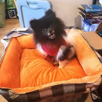 AKC Charlotte - 5.6 pounds, a female Pomeranian for sale in Murfreesboro, TN – Photo 3 of 10