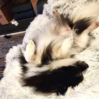 AKC Charlotte - 5.6 pounds, a female Pomeranian for sale in Murfreesboro, TN – Photo 9 of 10