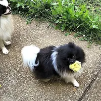 AKC Charlotte - 5.6 pounds, a female Pomeranian for sale in Murfreesboro, TN – Photo 2 of 10