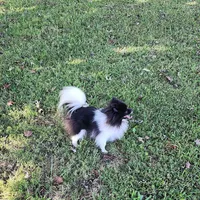 AKC Charlotte - 5.6 pounds, a female Pomeranian for sale in Murfreesboro, TN – Photo 5 of 10