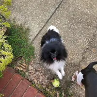 AKC Charlotte - 5.6 pounds, a female Pomeranian for sale in Murfreesboro, TN – Photo 7 of 10