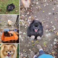 AKC Charlotte - 5.6 pounds, a female Pomeranian for sale in Murfreesboro, TN – Photo 10 of 10