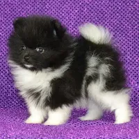 AKC Charlotte - 5.6 pounds, a female Pomeranian for sale in Murfreesboro, TN – Photo 8 of 10
