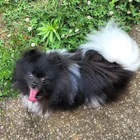 AKC Charlotte - 5.6 pounds, a female Pomeranian for sale in Murfreesboro, TN – Photo 4 of 10