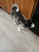 Princess, a female Siberian Husky for sale in Palmyra, NY – Photo 3 of 3