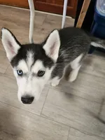 Princess, a female Siberian Husky for sale in Palmyra, NY – Photo 1 of 3