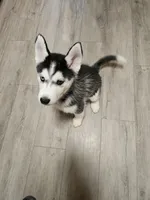 Princess, a female Siberian Husky for sale in Palmyra, NY – Photo 2 of 3