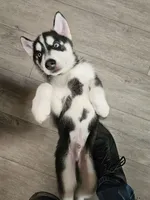 blue eyed demon, a male Siberian Husky for sale in Palmyra, NY – Photo 3 of 4