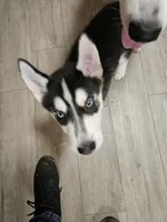 blue eyed demon, a male Siberian Husky for sale in Palmyra, NY – Photo 2 of 4