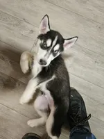 blue eyed demon, a male Siberian Husky for sale in Palmyra, NY – Photo 4 of 4