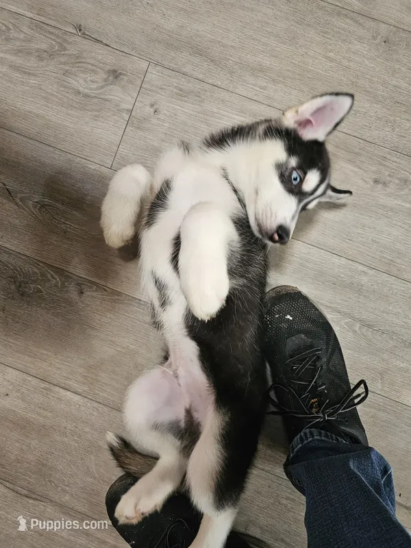 blue eyed demon – Siberian Husky puppy for sale in Palmyra, NY