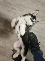 blue eyed demon, a male Siberian Husky for sale in Palmyra, NY – Photo 1 of 4