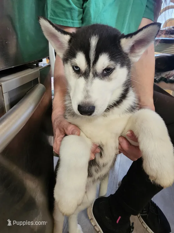 Prince 1 – Siberian Husky puppy for sale in Palmyra, NY