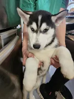 Prince 1, a male Siberian Husky for sale in Palmyra, NY – Photo 1 of 3