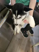 Prince 1, a male Siberian Husky for sale in Palmyra, NY – Photo 2 of 3