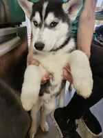 Prince 1, a male Siberian Husky for sale in Palmyra, NY – Photo 3 of 3