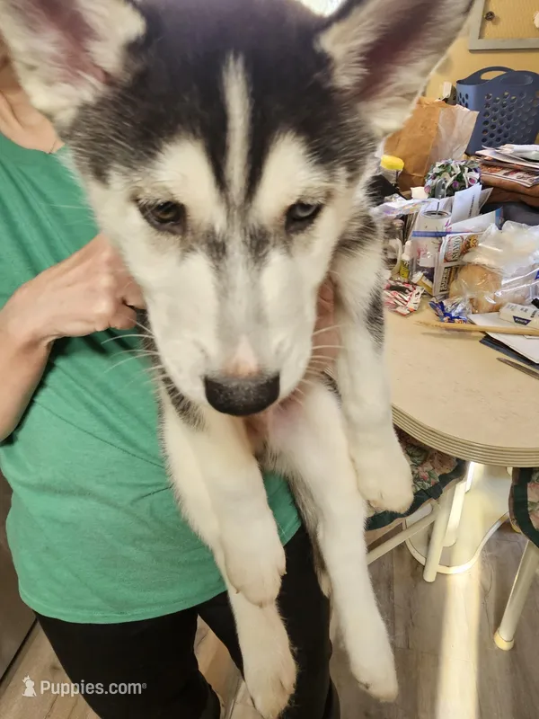 prince 2 – Siberian Husky puppy for sale in Palmyra, NY