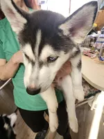 prince 2, a male Siberian Husky for sale in Palmyra, NY – Photo 2 of 4