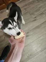 prince 2, a male Siberian Husky for sale in Palmyra, NY – Photo 4 of 4