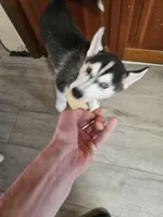 prince 2, a male Siberian Husky for sale in Palmyra, NY – Photo 3 of 4