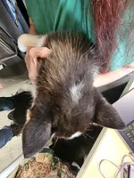 Little princess, a female Siberian Husky for sale in Palmyra, NY – Photo 4 of 4