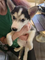 Little princess, a female Siberian Husky for sale in Palmyra, NY – Photo 3 of 4