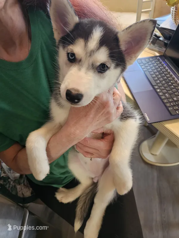 Little princess – Siberian Husky puppy for sale in Palmyra, NY