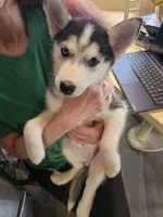 Little princess, a female Siberian Husky for sale in Palmyra, NY – Photo 1 of 4