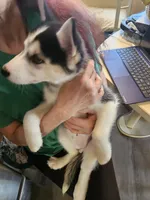 Little princess, a female Siberian Husky for sale in Palmyra, NY – Photo 2 of 4