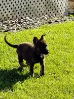 No name, a male German Shepherd Dog for sale in Decatur, IL – 2 of 3