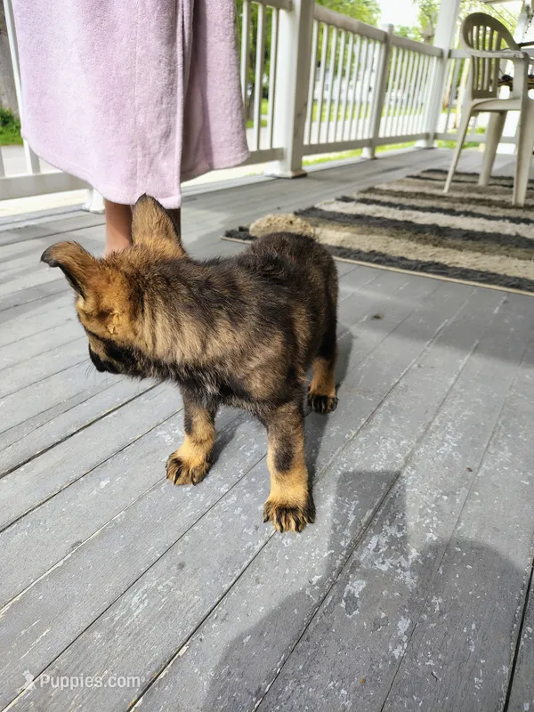 No name – German Shepherd Dog puppy for sale in Decatur, IL