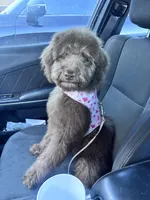 Mocha , a female Aussiedoodle for sale in Minneapolis, MN – Photo 6 of 6