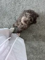 Mocha , a female Aussiedoodle for sale in Minneapolis, MN – Photo 5 of 6