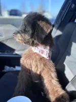 Mocha , a female Aussiedoodle for sale in Minneapolis, MN – Photo 2 of 6