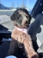 Mocha , a female Aussiedoodle for sale in Minneapolis, MN – Photo 4 of 6