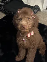 Mocha , a female Aussiedoodle for sale in Minneapolis, MN – Photo 1 of 6