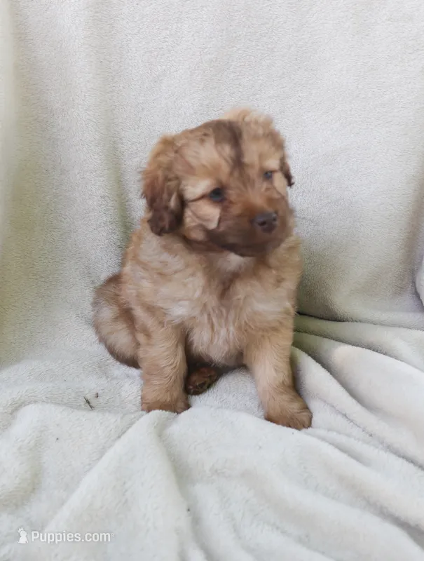 Merle – Pomapoo puppy for sale in Wolcott, NY