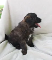Big Boy, a male Pomapoo for sale in Wolcott, NY – 2 of 2