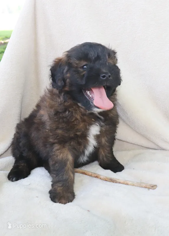 Big Boy – Pomapoo puppy for sale in Wolcott, NY