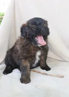 Big Boy, a male Pomapoo for sale in Wolcott, NY – 1 of 2