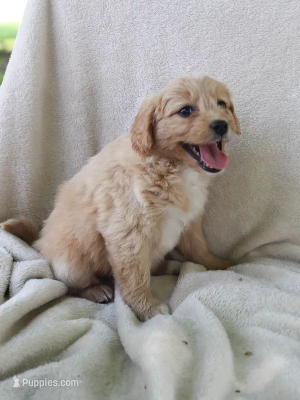 Miss Jackie  – Pomapoo puppy for sale in Wolcott, NY