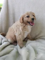 Miss Jackie , a female Pomapoo for sale in Wolcott, NY – 1 of 2