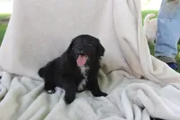 Midnight , a male Pomapoo for sale in Wolcott, NY – 2 of 2