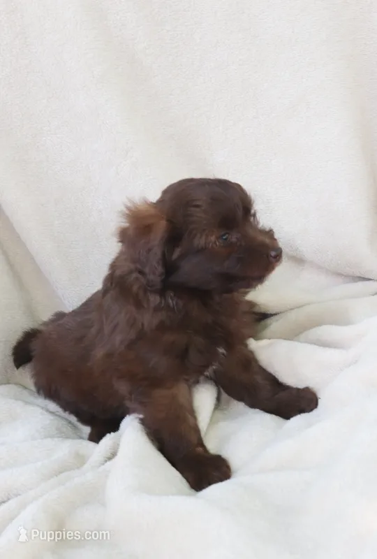 Cocoa – Pomapoo puppy for sale in Wolcott, NY