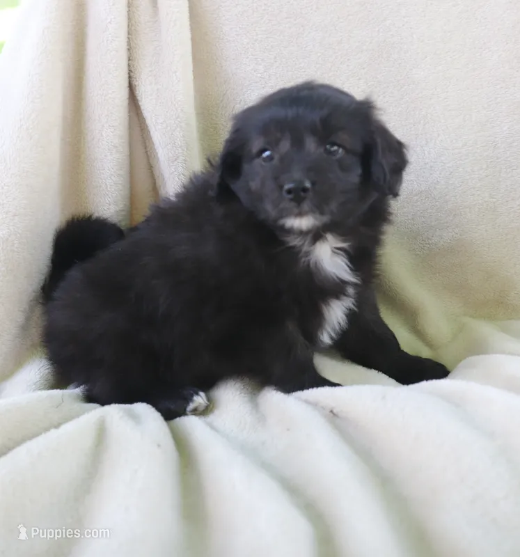 Midnight  – Pomapoo puppy for sale in Wolcott, NY
