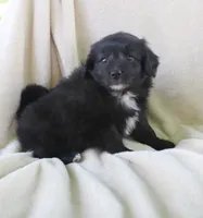 Midnight , a male Pomapoo for sale in Wolcott, NY – 1 of 2