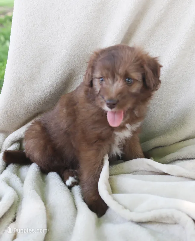 Willow – Pomapoo puppy for sale in Wolcott, NY