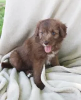 Willow, a female Pomapoo for sale in Wolcott, NY – 1 of 1